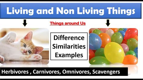 similarities between living and nonliving things